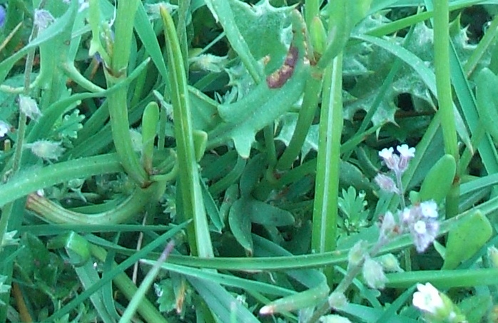 Rumex acetosella sl.